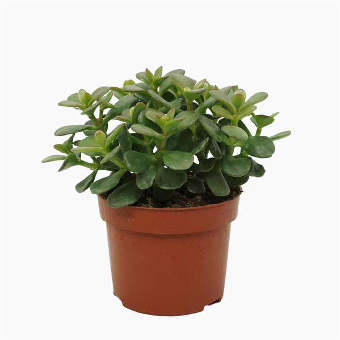 <h4>Crassula ovata 'Minor'</h4>