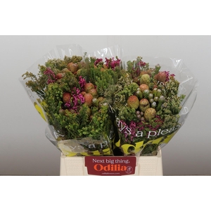 Kaaps Groen Cone Mix Large