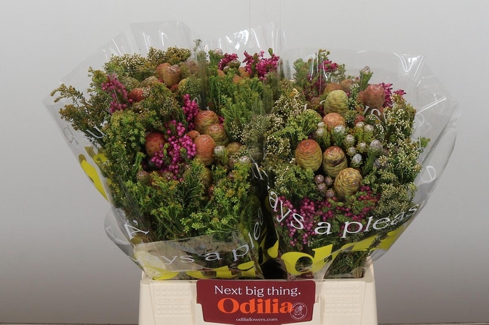 <h4>Kaaps Groen Cone Mix Large</h4>