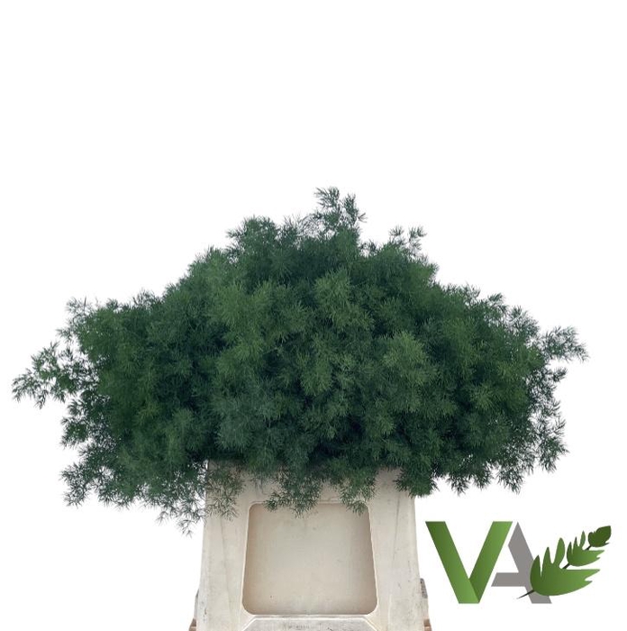 <h4>ASP UMBELLATUS</h4>