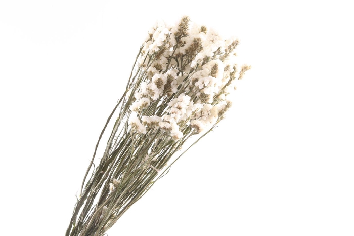 Statice White Natural