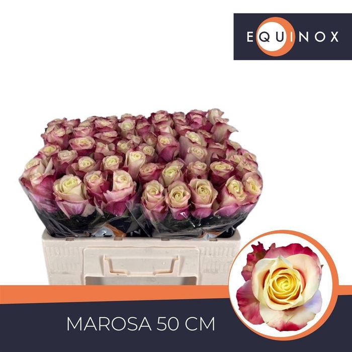 <h4>Rosa grootbloemig Marosa</h4>