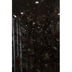 Chaenomeles Jap Salmon Pink 180 200cm P Stem X10