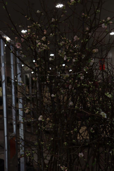 <h4>Chaenomeles Jap Salmon Pink 180 200cm P Stem X10</h4>