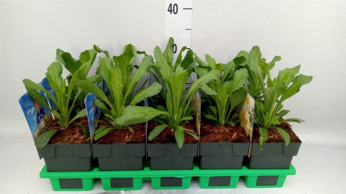 <h4>Leucanthemum sup. 'Banana Cream'</h4>