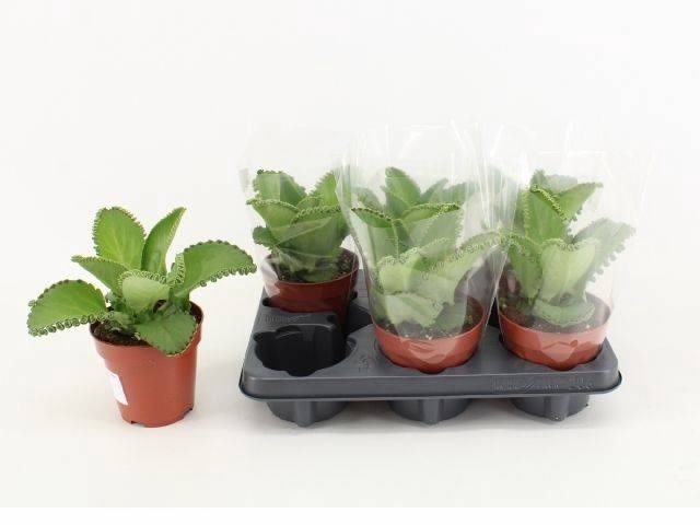<h4>KALANCHOE DAIGREMONT</h4>