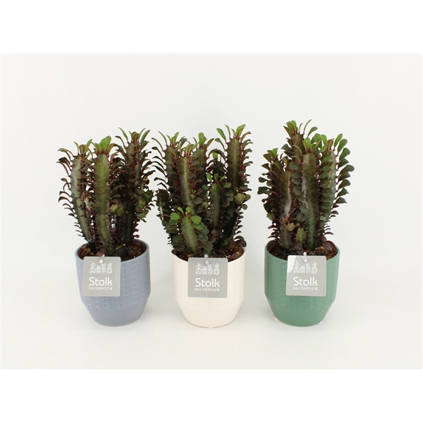 <h4>Euphorbia Trigona Rubra in Exspression keramiek</h4>