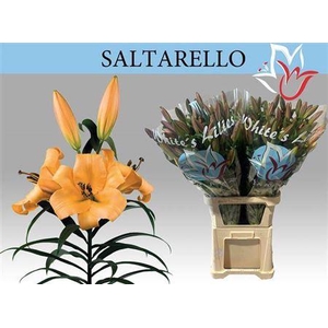 Li Ot Saltarello