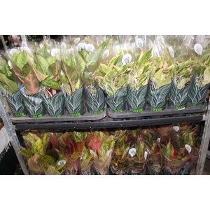 AGLAONEMA VARIADA P12 PREMIUM