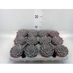 Echeveria  'Hercules'