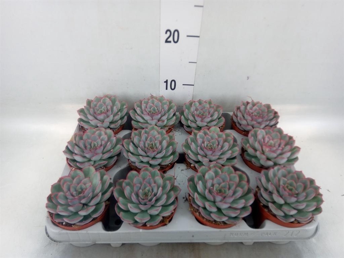 <h4>Echeveria  'Hercules'</h4>