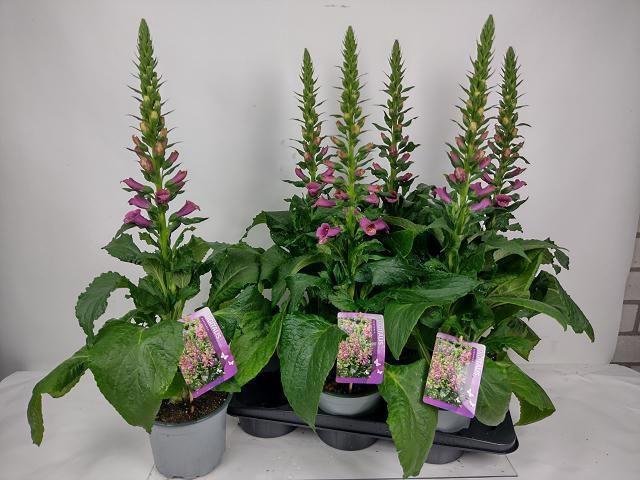 <h4>DIGI PURPUREA</h4>