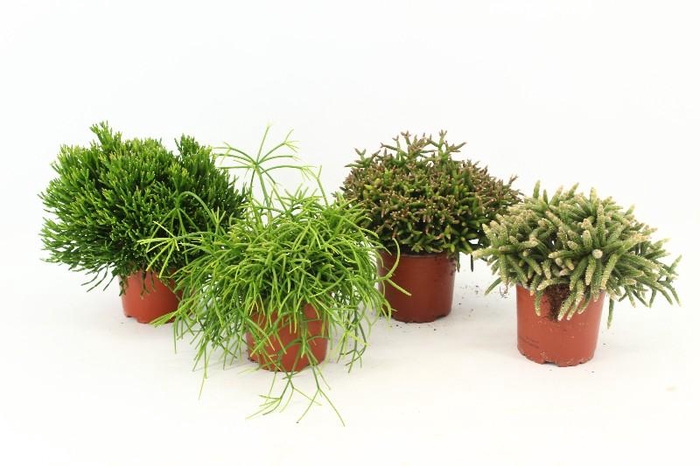<h4>Rhipsalis Gemengd P11 mix</h4>