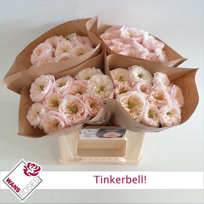 <h4>R GR TINKERBELL!</h4>