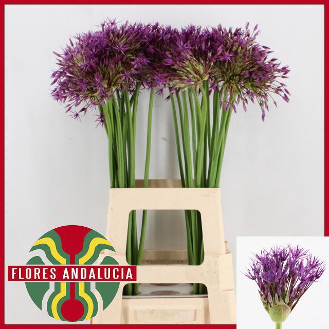 ALLIUM PURPLE RAIN