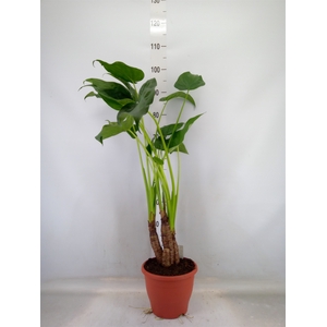 Alocasia cucullata