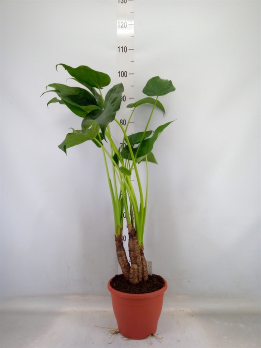 <h4>Alocasia cucullata</h4>