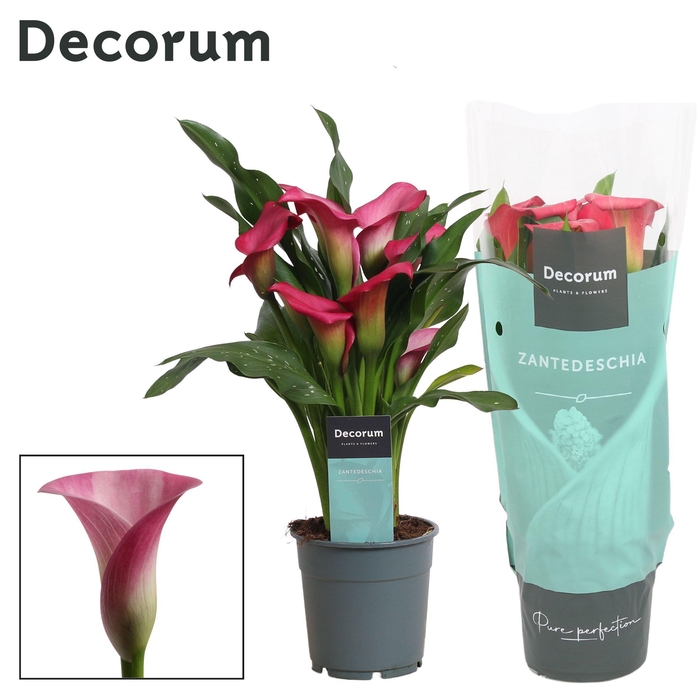 <h4>Zantedeschia (Calla) Roze (Decorum)</h4>