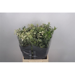 PITTOSPORUM BS