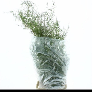 ASPARAGUS SETACEUS