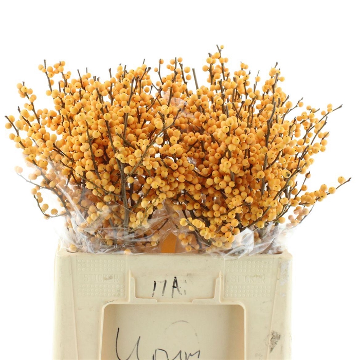 <h4>Ilex Ve Gold Verboom</h4>