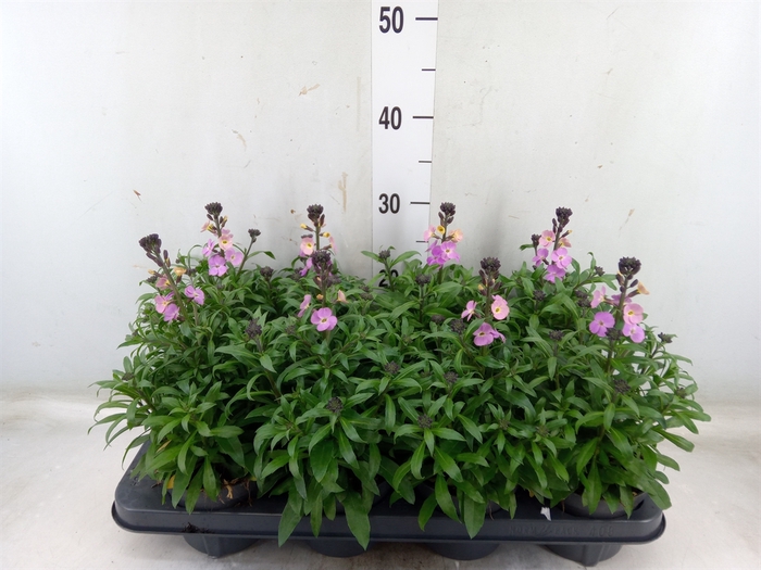 <h4>Erysimum  'Leya Purple Glow'</h4>