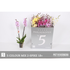 PHAL GEM 6 KL