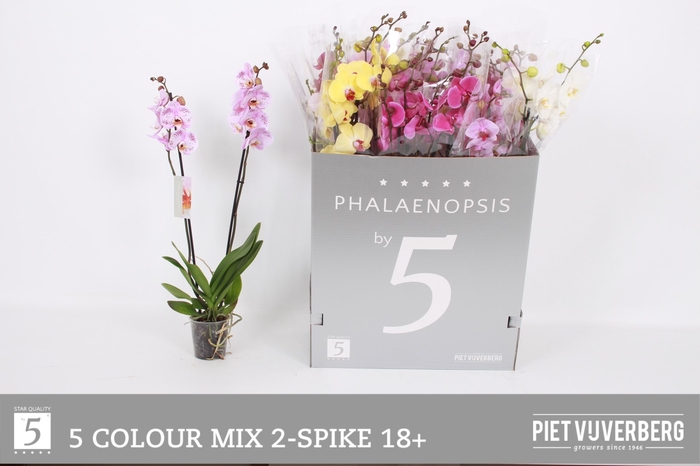<h4>PHAL GEM 6 KL</h4>