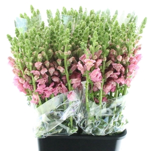 Antir Op Cherry Rose