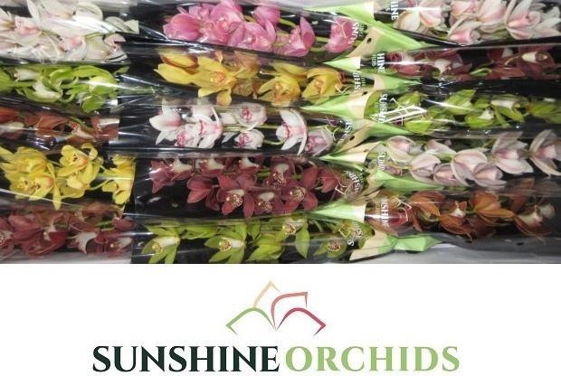 <h4>CYMB MI GEM</h4>