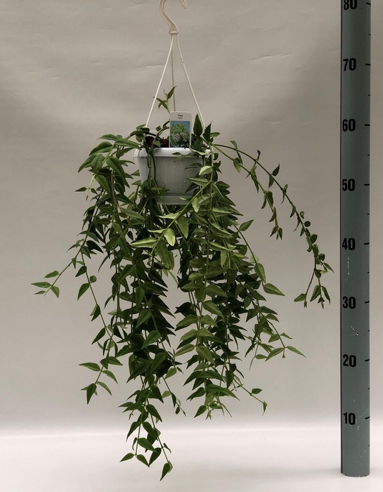 <h4>Hoya Bella Hangplant Groen</h4>