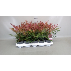 Nandina domestica