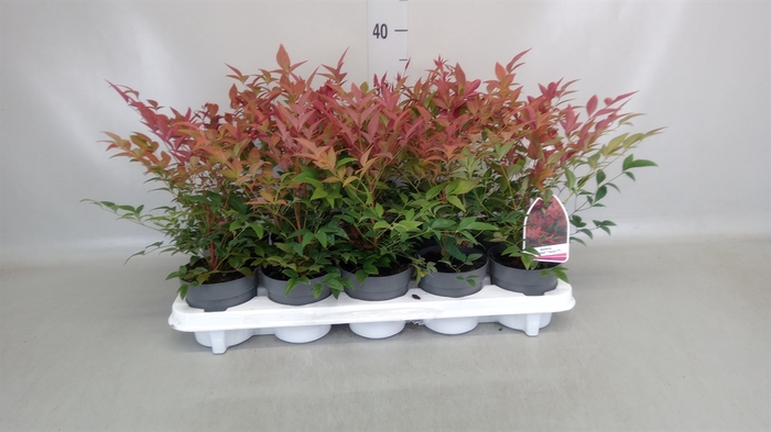 <h4>Nandina domestica</h4>