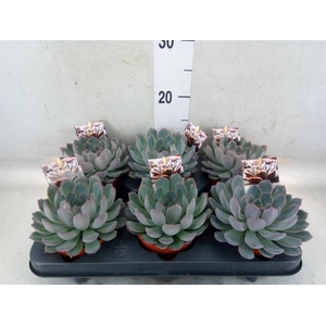 Echeveria   ...