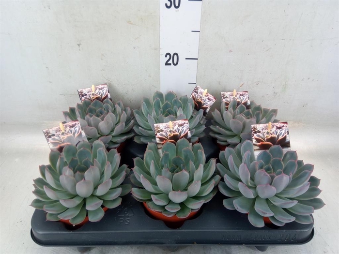 <h4>Echeveria   ...</h4>