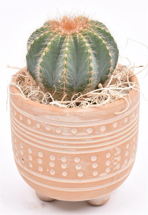 <h4>Cement met motief op pootjes 9cm</h4>