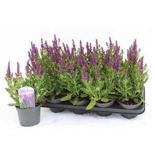 SALVIA NE SE DP BLUE