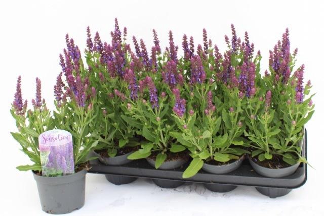 <h4>SALVIA NE SE DP BLUE</h4>