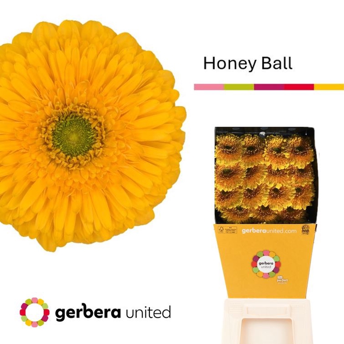 <h4>Gerbera Pomponi Honey Ball Diamond</h4>