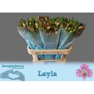 Alstroemeria layla