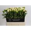 Paeonia In Full Sail