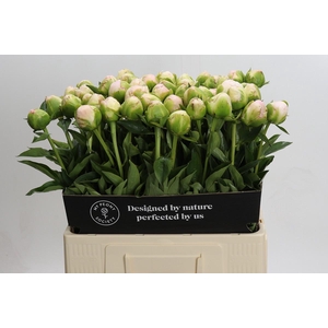 Paeonia In Full Sail