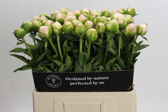 Paeonia In Full Sail
