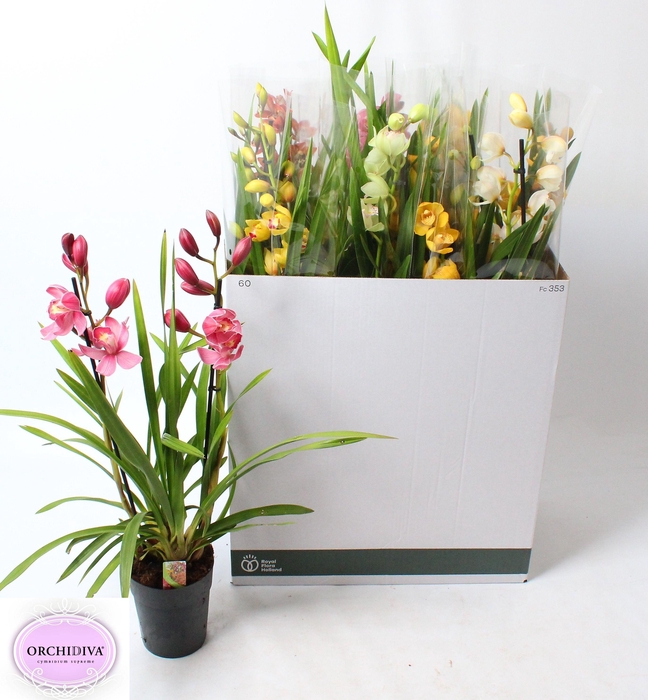 <h4>CYMB GEMENGD</h4>