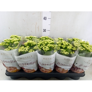 Kalanchoe blos. 'RosDon Dione'