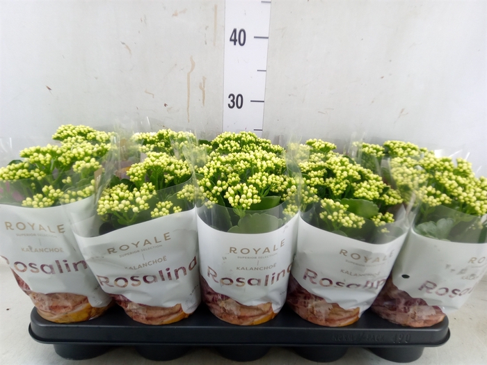 <h4>Kalanchoe blos. 'RosDon Dione'</h4>