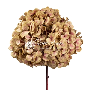 Hydrangea Xl Pin01