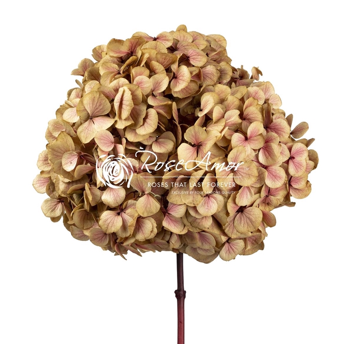 <h4>Hydrangea Pin01</h4>