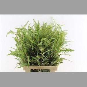 Grevilea Ivanhoe Groen