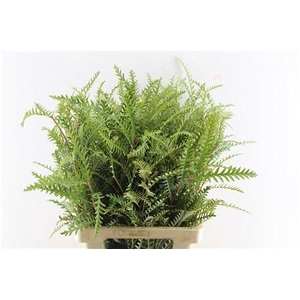 Grevilea Ivanhoe Groen